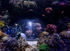 SEALIFE™ Aquarium California 